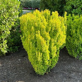 Blooming & Beautiful - Golden Rocket Barberry - 3 gal - Deciduous Shrub - Chartreuse Golden-Yellow Foliage - Thorny Stems - Zones 4-8 - Berberis thunbergii 'Golden Rocket' PP18626-3 Gallon Pot