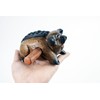 Guiro music percussion instruments wooden sound block animal croaking Pig