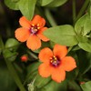 Outsidepride 10000 Seeds Annual Anagallis Arvensis Scarlet Pimpernel Flower Seeds