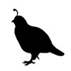 1002 Quail Decal decals for trucks by Waterfowldecals (Small, Black)