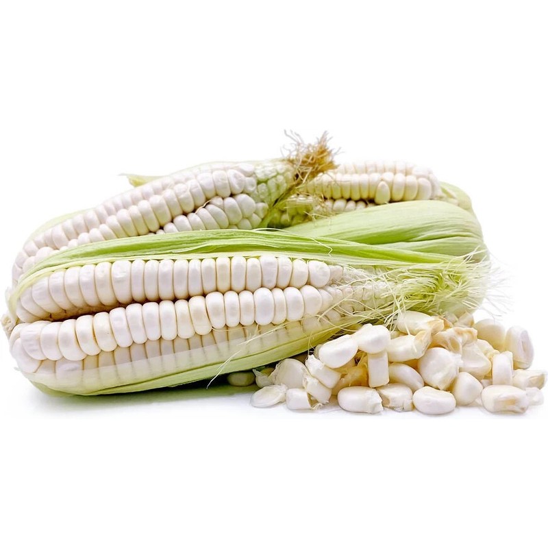 Peruvian Mammoth Mote Corn Seeds (30) / GIANT KERNALS /