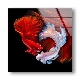 Myphotostation Fish Wall Art Tempered Glass Wall Art 20x20'' Aquarium Wall Art Modern Decor Glass Printing Large Wall Art Tempered Glass Panel Japanese Red Fish Koi Fish Wall Art