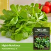 Common Purslane Seed for Planting - 3 Packets with Instructions