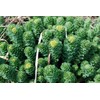 Health Embassy Rhodiola Rhizome (Rhodiola L. - Rhodiola Rosea) (100g)