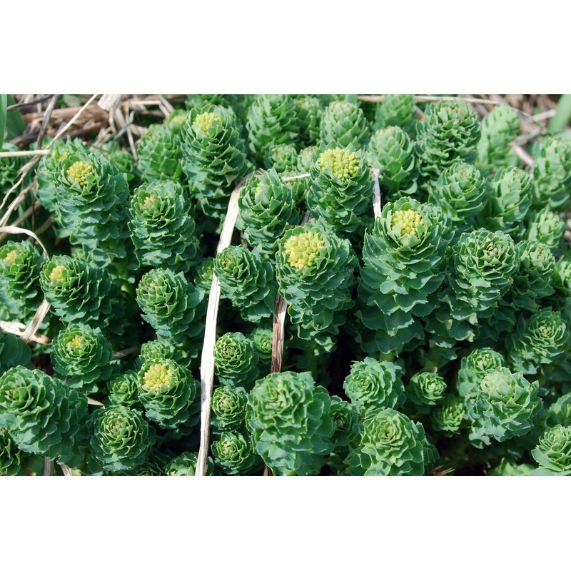 Health Embassy Rhodiola Rhizome (Rhodiola L. - Rhodiola Rosea) (100g)