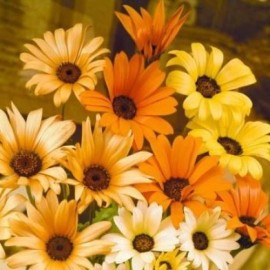 GroCo 195 SEEDS - daisy AFRICAN - SUN/ HEAT orange/ yellow GroCo - BUY 15-SHIPS FREE