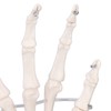 Hand Skeleton Model Life Size PVC On Base with Joints