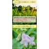 Domestic White Sesame Barley Tea Bag, 0.1 oz (3 g)