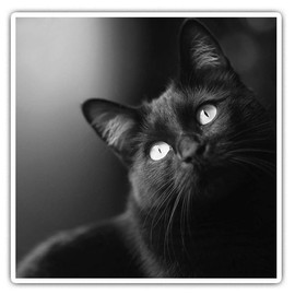 Square Stickers (Set of 2) 7.5cm BW - Beautiful Black Cat Kitten Fun Decals for Laptops,Tablets,Luggage,Scrap Booking,Fridges, #38549