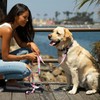 WOLFGANG/WOLFGANG WildWolf LEASH (S Size) Width 0.6 x Length 48.0
