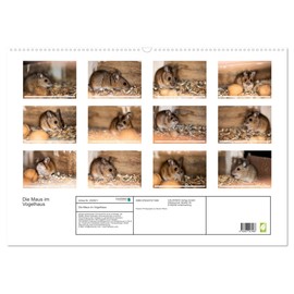 Die Maus im Vogelhaus (Wandkalender 2026 DIN A2 quer), CALVENDO Monatskalender: Süsse Knopfaugen und freches Grinsen! Mäuse sind einfach zum verlieben. (CALVENDO Tiere)