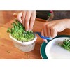 Greenfield Project Sprout Cultivation White Home Vegetable