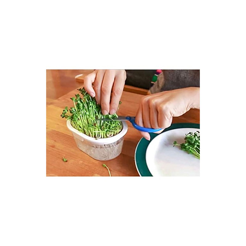 Greenfield Project Sprout Cultivation White Home Vegetable