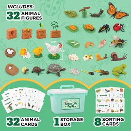 Life Cycle Animal Kit, 32 Piece Montessori Science Toy, Frog, Ladybug, Butterfly, Bee and More, Matching Game, STEM Educational for Boys and Girls, Stocking Stuffers for Kids Ages 3–8