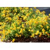 Lantana New Gold I 30 Live Plants I Verbenaceae Camara