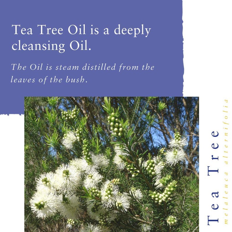 Absolute Aromas Essential Oil Pack - Set of 3 x