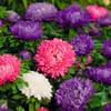 RAISE ME UP: Seeds Aster King Size Mix Annual Flowers