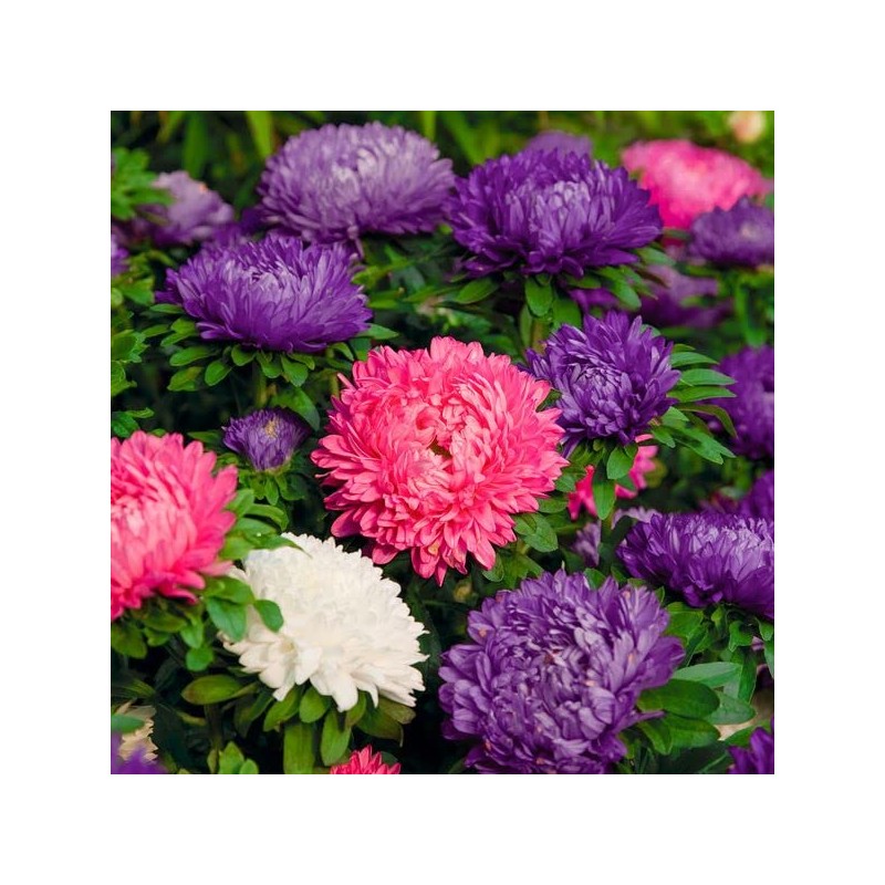 RAISE ME UP: Seeds Aster King Size Mix Annual Flowers
