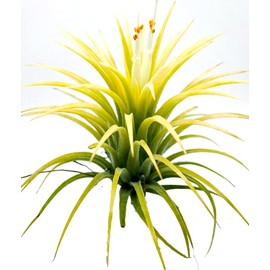 Live Tillandsia Ionantha Druid 3" Air Plant Fast Growing, Easy Care, Low Maintenance, Indoor or Outdoor by Awesome Industries (Ionantha Druid)