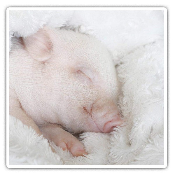 Square Stickers (Set of 2) 7.5cm - Adorable Sleepy Piglet
