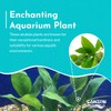 CANTON AQUATICS Anubias Hastifolia Bare Root - Hardy Freshwater Aquatic