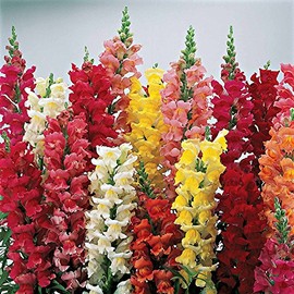 Snapdragon Flower Seeds - Liberty Classic Series - 1000 Seeds - Mix Color Blooms - Annual Flower Garden