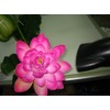 Plastic Artificial Lotus Flower Stick 40" Long