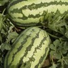 Watermelon Garden Seeds - Jubilee - 1 Lbs - Non-GMO,