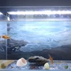 PENCK Aquarium Ceramic Jar Ornaments, Cute Betta Hideout Caves Fish
