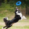 Nerf Dog Rubber Tire Flyer Dog Toy, Flying Disc, Lightweight,