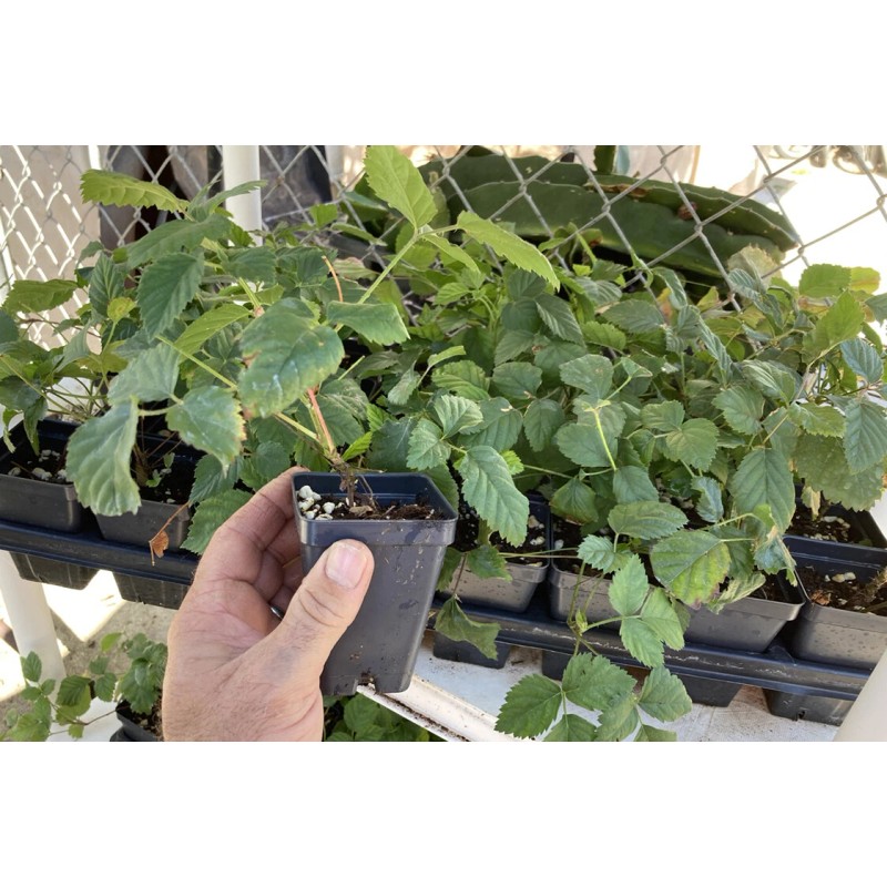 Boysenberry Plant – Live Boysenberry Plant