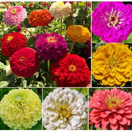 Mixed Double Zinnia Seeds Flower Garden Big Bright Beautiful Variety Butterfly Heirloom Large Blooms 150pcs