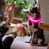 YFbrite Light up Dog Collars for Night Walking, Rechargeable LED