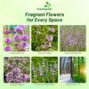 Outsidepride Pennyroyal Herb Seeds - 10,000 Pcs. Perennial, Drought Tolerant
