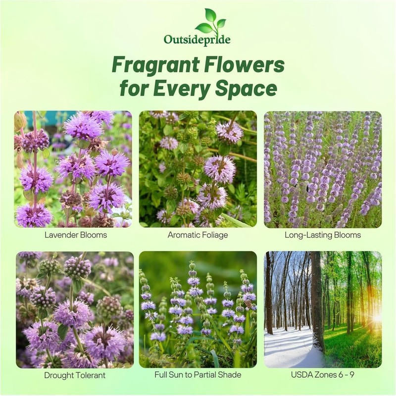 Outsidepride Pennyroyal Herb Seeds - 10,000 Pcs. Perennial, Drought Tolerant