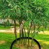 20ft x 24in x 60mil Tree Root Barrier for Landscaping