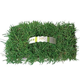 SodPods® Centipede Grass Plugs for Lawn Repair, 3" x 3" Each (32-Count) – Cannot Ship to California/Arizona