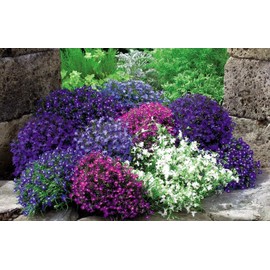 Seeds4planting - Seeds Lobelia Ampelous Mix Annual Flowers for Planting