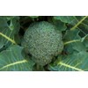 Calabrese Broccoli Seeds for Sprouting & Microgreens | 450 Seeds,