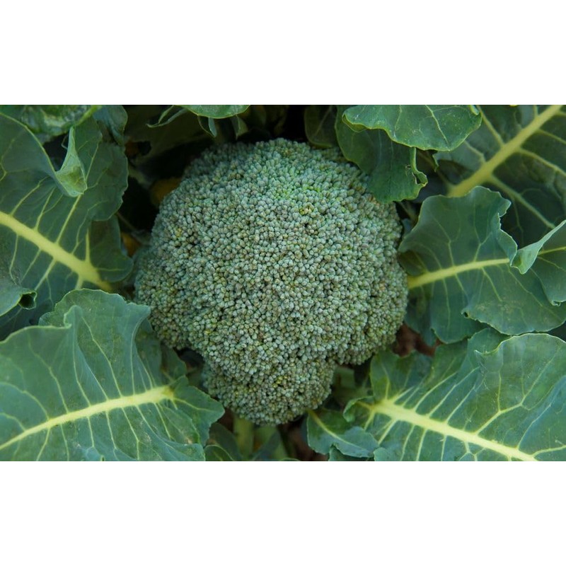 Calabrese Broccoli Seeds for Sprouting & Microgreens | 450 Seeds,