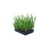 Ilex Compacta Crenata Japanese Holly | 20 Live Plants |