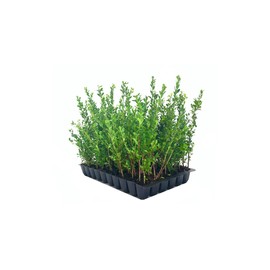 Ilex Compacta Crenata Japanese Holly | 20 Live Plants | Low Maintenance Evergreen Foundation Shrub
