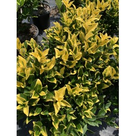 Ligustrum Howardi | 2 Large 3 Gallon Size Plants | Ligustrum Lucidum 'Howardii' | Lush Evergreen Shrub | Perfect for Landscaping & Privacy Screens