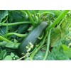CEMEHA SEEDS - Seeds Green Zucchini Courgette Squash Tsukesha Non