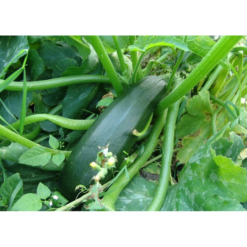 CEMEHA SEEDS - Seeds Green Zucchini Courgette Squash Tsukesha Non