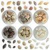 Gehaiwo 6 Boxes of Sea Shell Nail Charms,Summer Beach Ocean