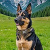 EXCELLENT ELITE SPANKER Tactical Dog Collar Adjustable K9 Military Dog