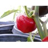 Nora Pepper 10+ Seeds