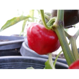 Nora Pepper 10+ Seeds