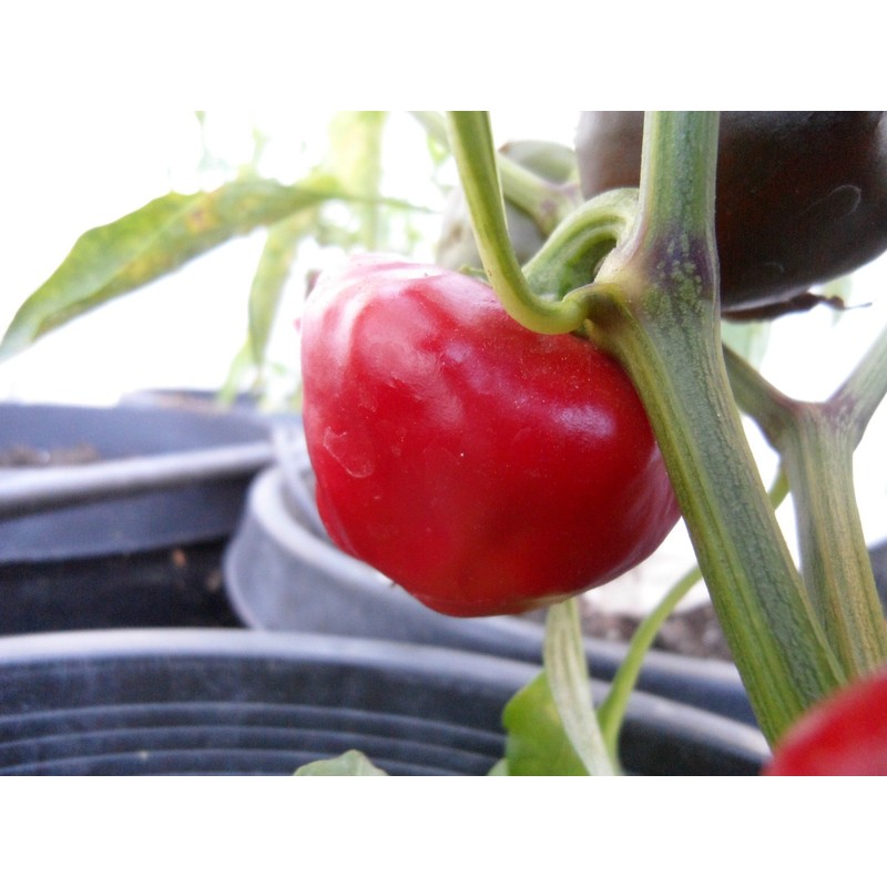 Nora Pepper 10+ Seeds